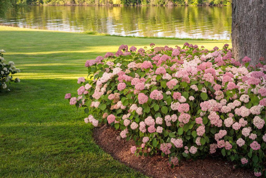 Invincibelle® Spirit Smooth hydrangea