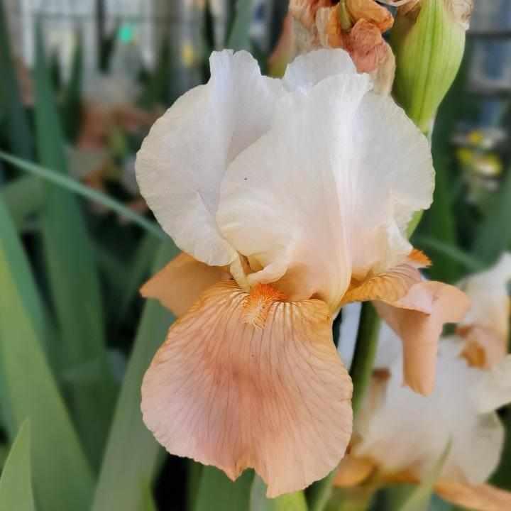 Invitation Bearded Iris