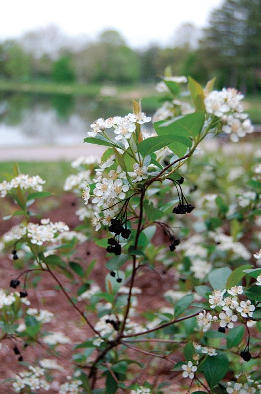 Iroquois Beauty® Black Chokeberry