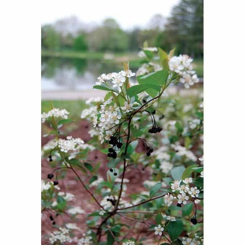Iroquois Beauty® Black Chokeberry