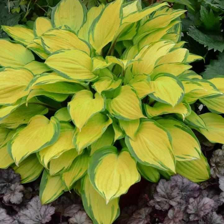 Island Breeze Hosta
