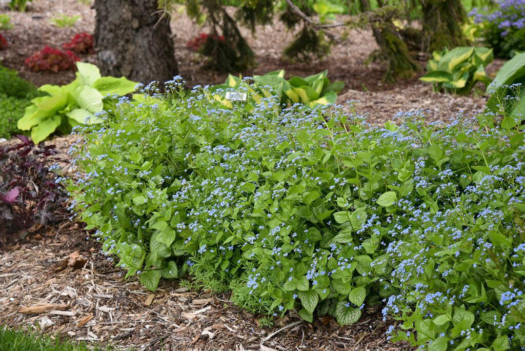 Jack of Diamonds Heartleaf Brunnera