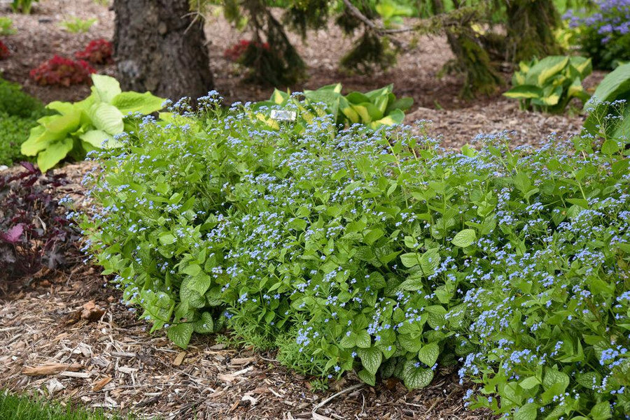 Jack of Diamonds Heartleaf Brunnera
