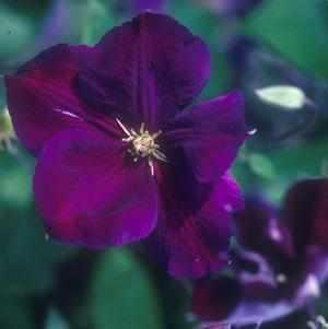 Jackmanii Superba Clematis