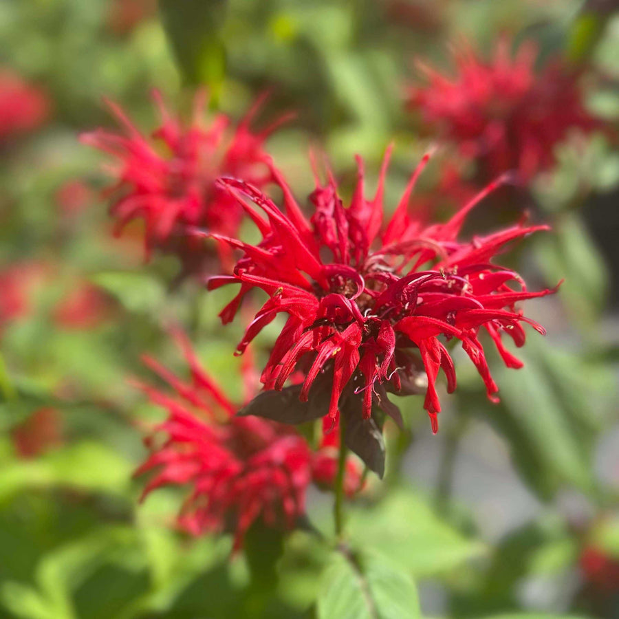 Jacob Cline Bee Balm