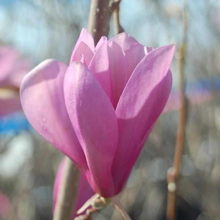 Jane Magnolia
