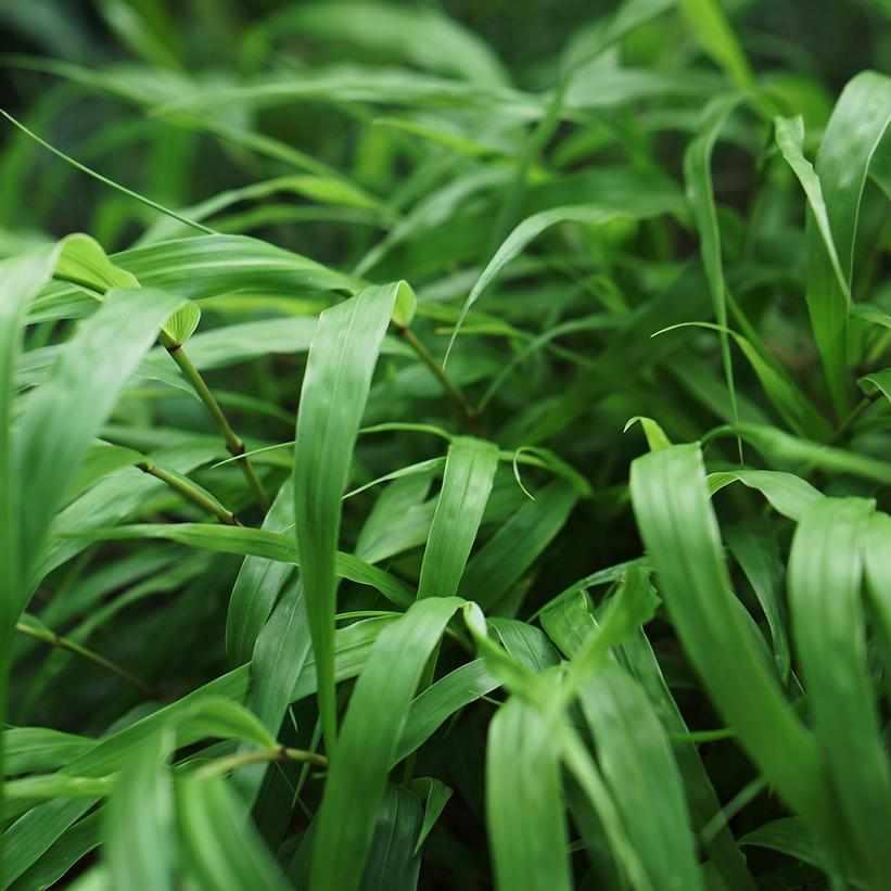 Japanese Forest Grass
