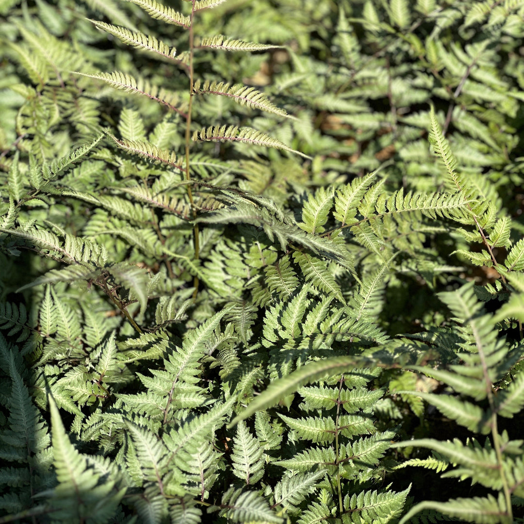 Japanese Painted Fern