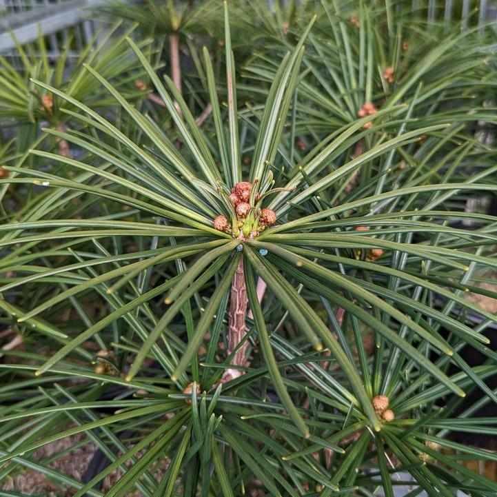 Japanese Umbrella Pine