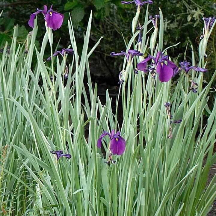 Japanese Variegated Iris