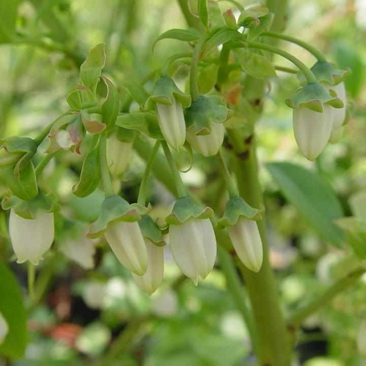 Jersey Blueberry