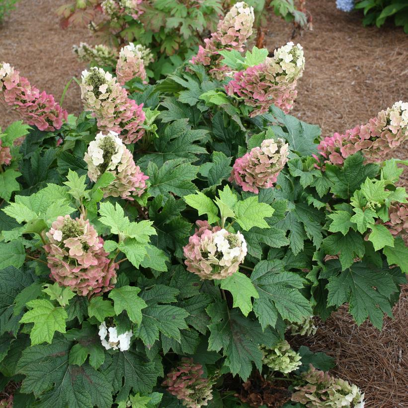 Jetstream® Oakleaf Hydrangea