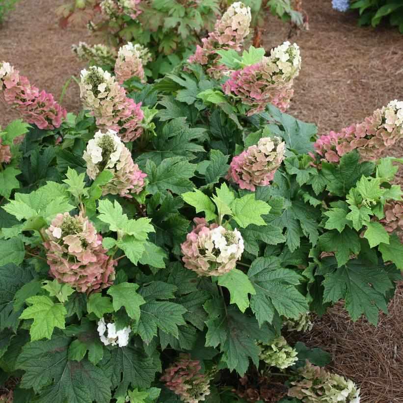 Jetstream® Oakleaf Hydrangea