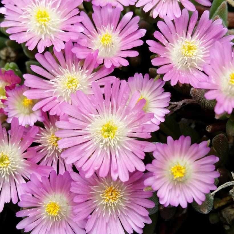 Jewel of Desert Rose Quartz Hardy Iceplant