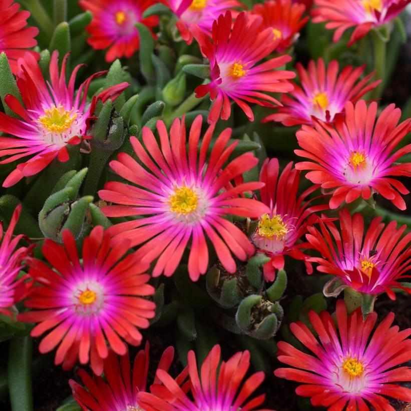 Jewel of the Desert® Garnet Iceplant