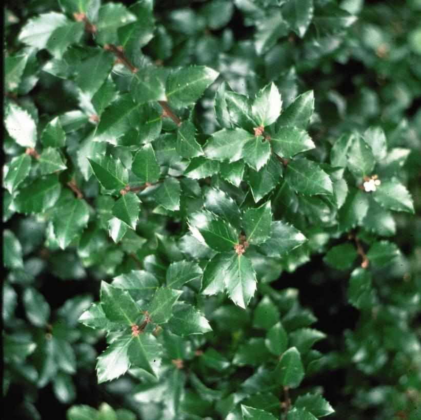 Jim Dandy Winterberry