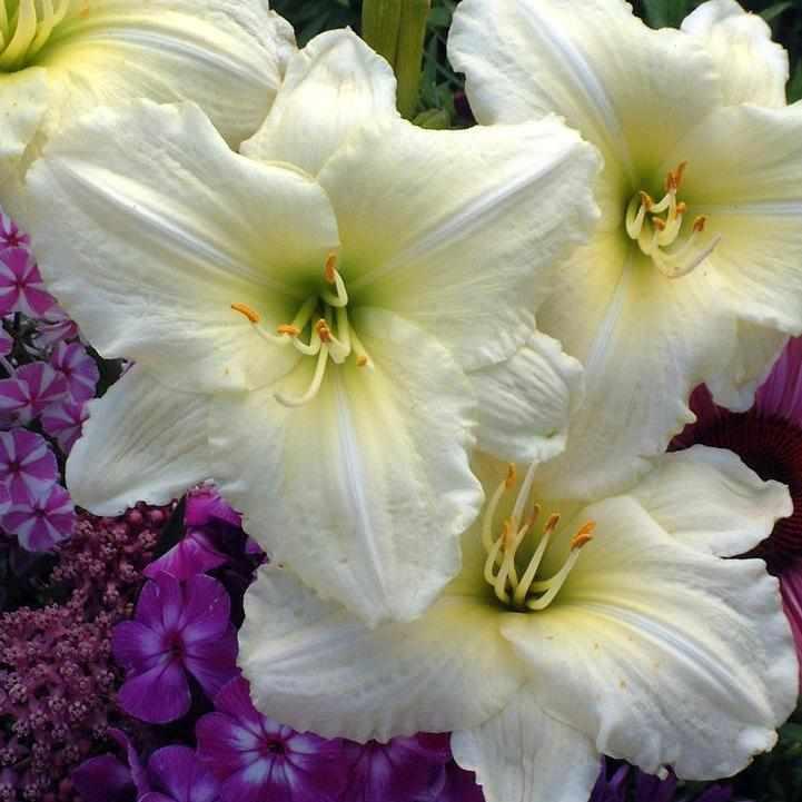Joan Senior Daylily
