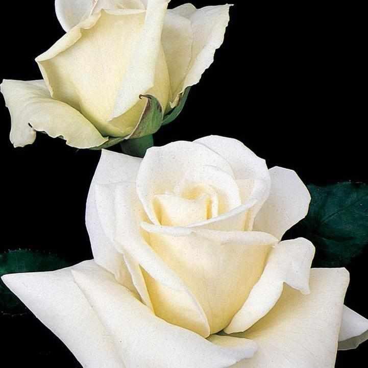 John F. Kennedy Hybrid Rose