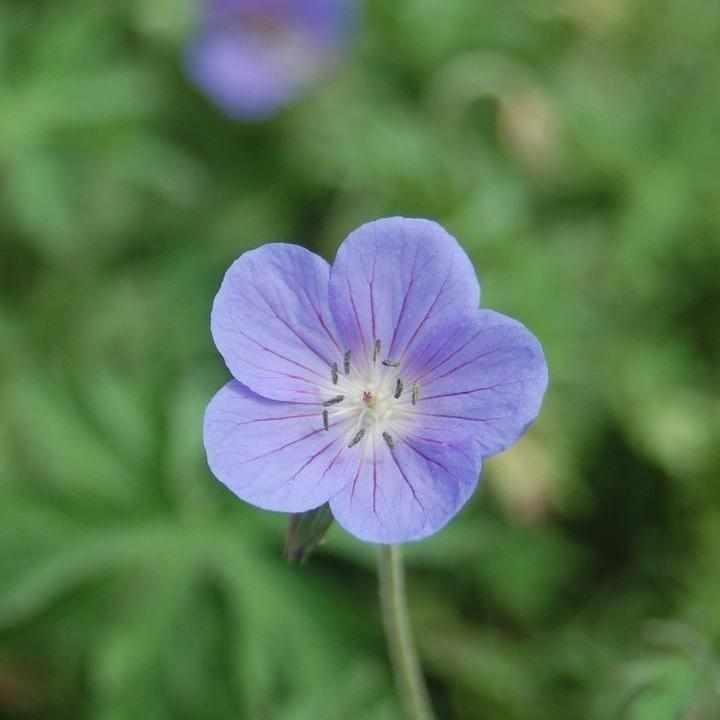 Johnson's Blue Cranesbill