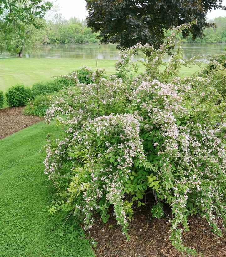 Jolene Jolene® Beauty Bush