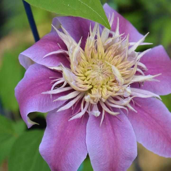Josephine® Clematis