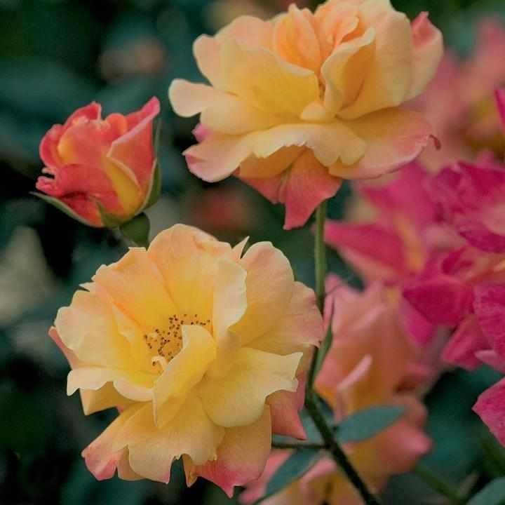 Josephs Coat Climbing Rose