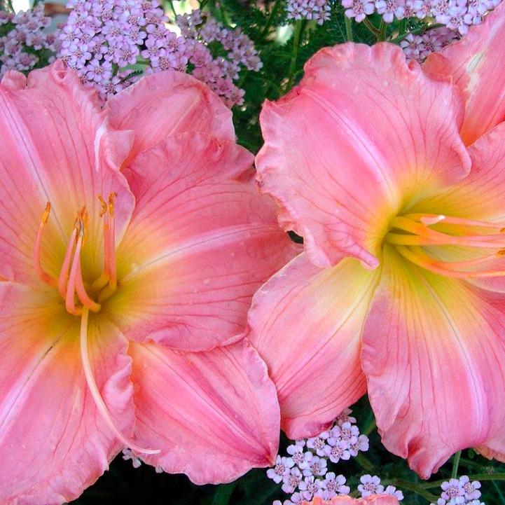 Joylene Nichole Daylily