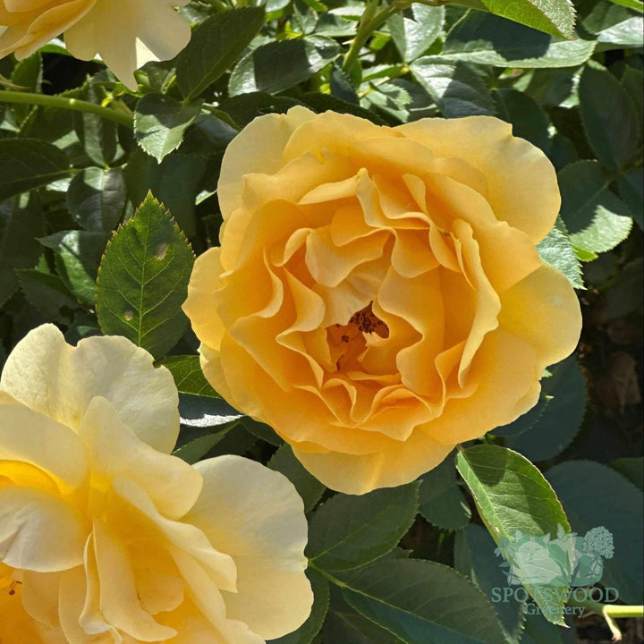 rosa-easy-to-love-julia-child