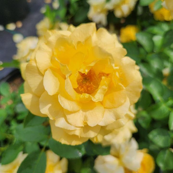 Julia Child® Floribunda Rose