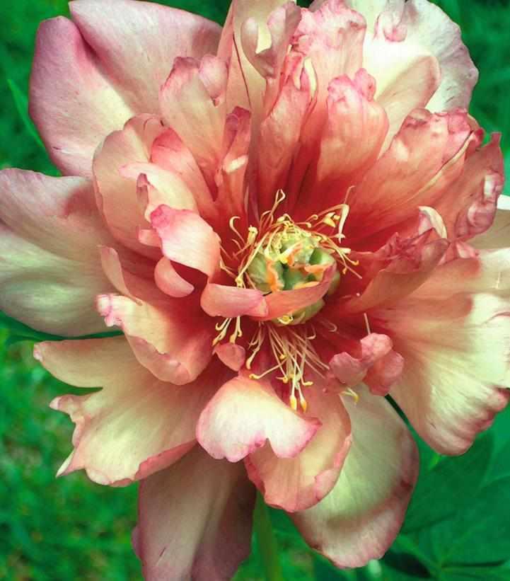 Julia Rose Itoh Peony