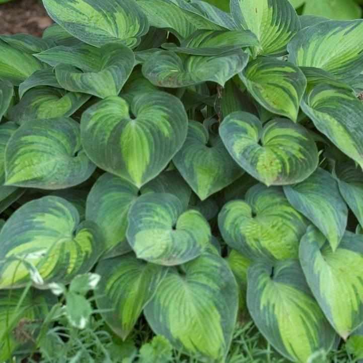 June Hosta