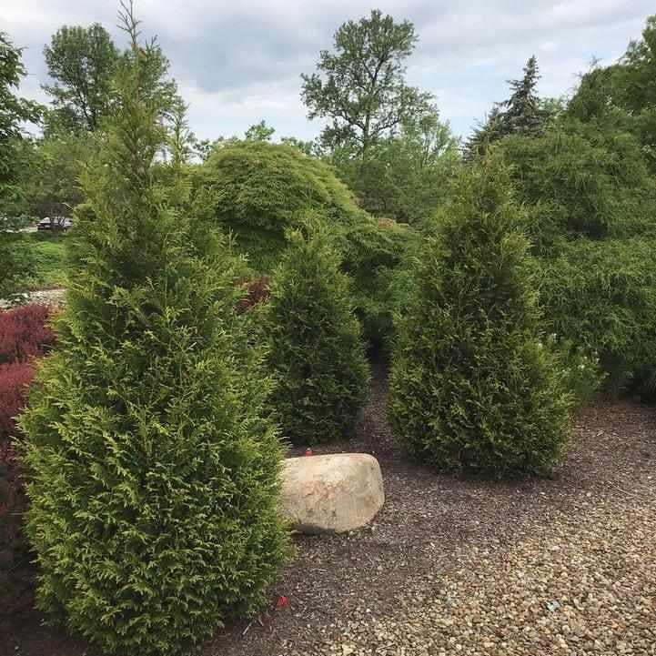 Junior Giant Arborvitae