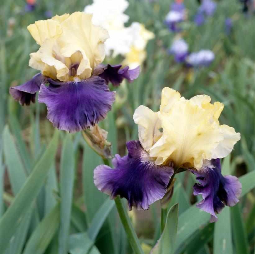 Jurassic Park Bearded Iris