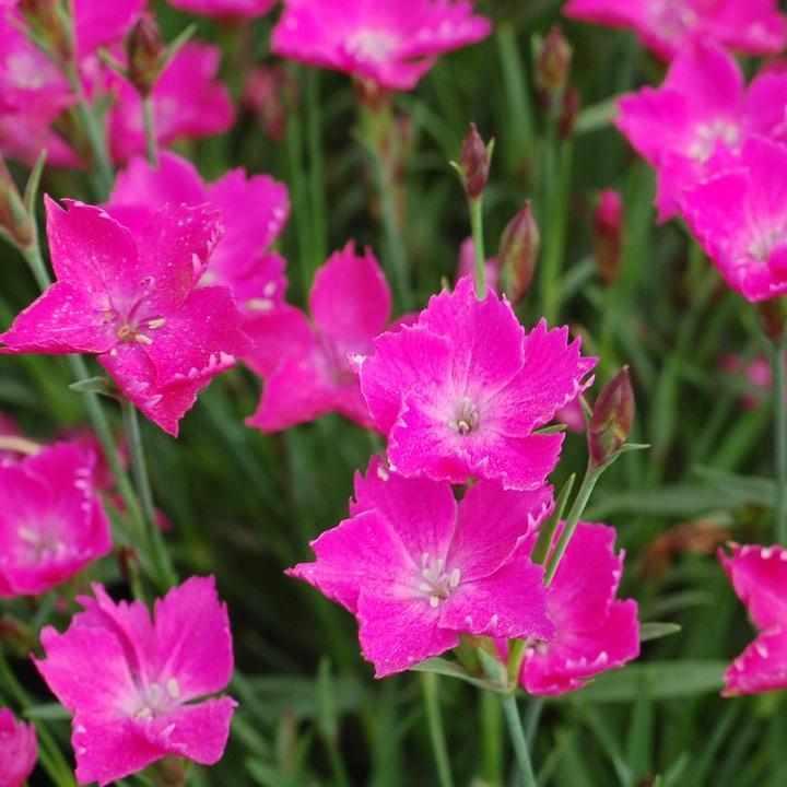 Kahori® Hardy Pinks