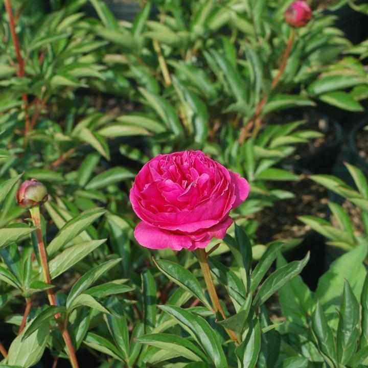 Kansas Peony