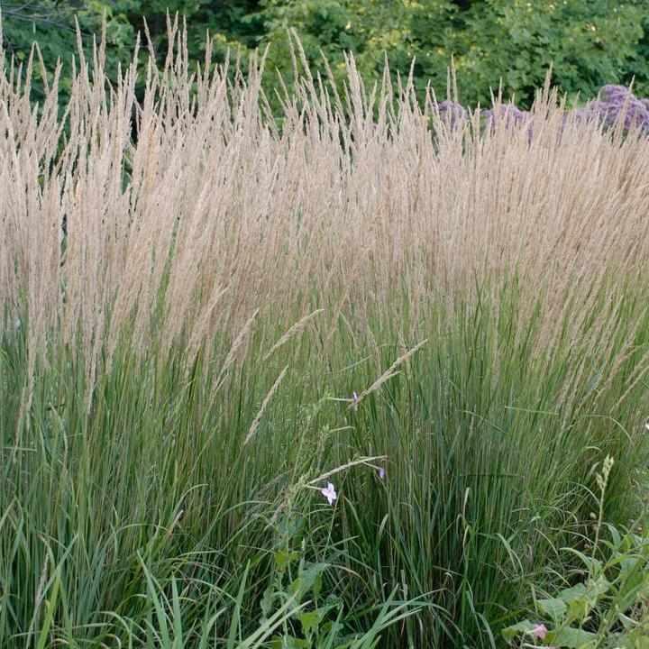 Karl Foerster Feather Reed Grass
