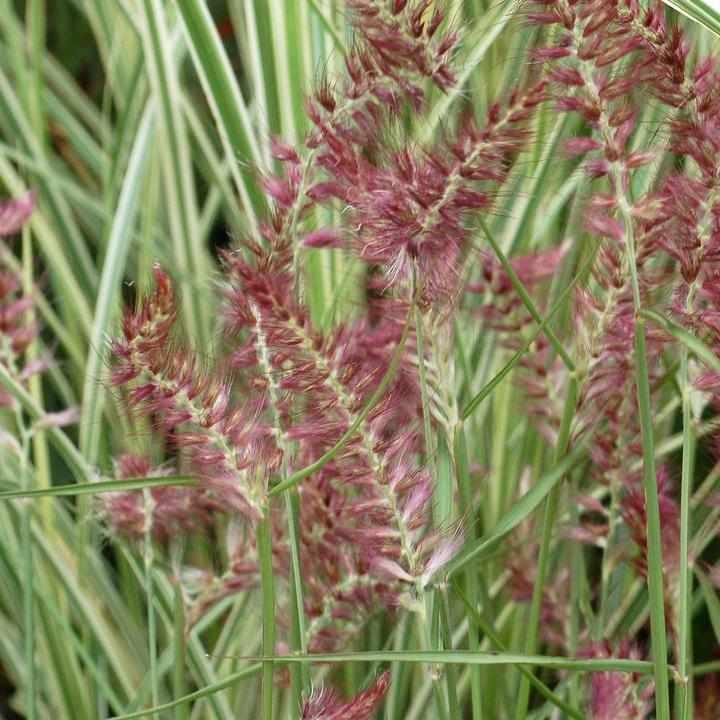 Karley Rose Fountain Grass