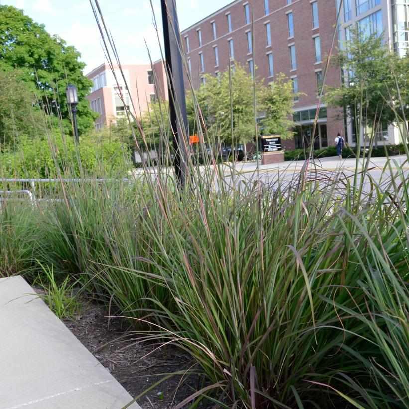 Karl's Cousin® Big Bluestem