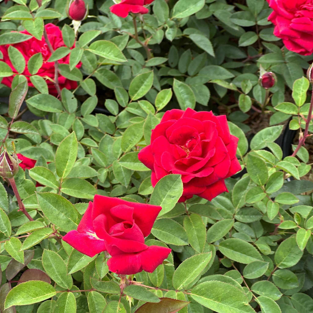 Kashmir Rose
