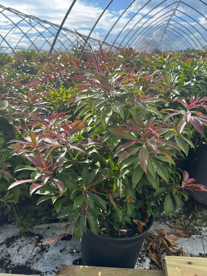 pieris-jap-katsura-2