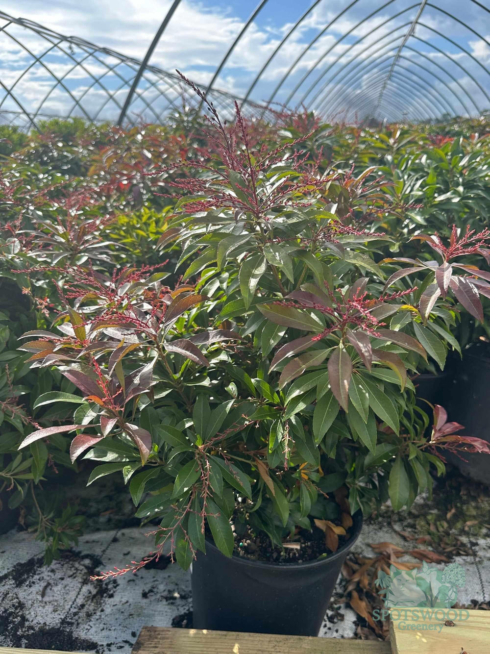 pieris-jap-katsura-2