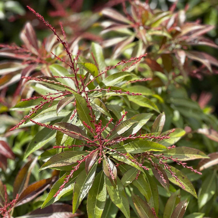 pieris-jap-katsura-2