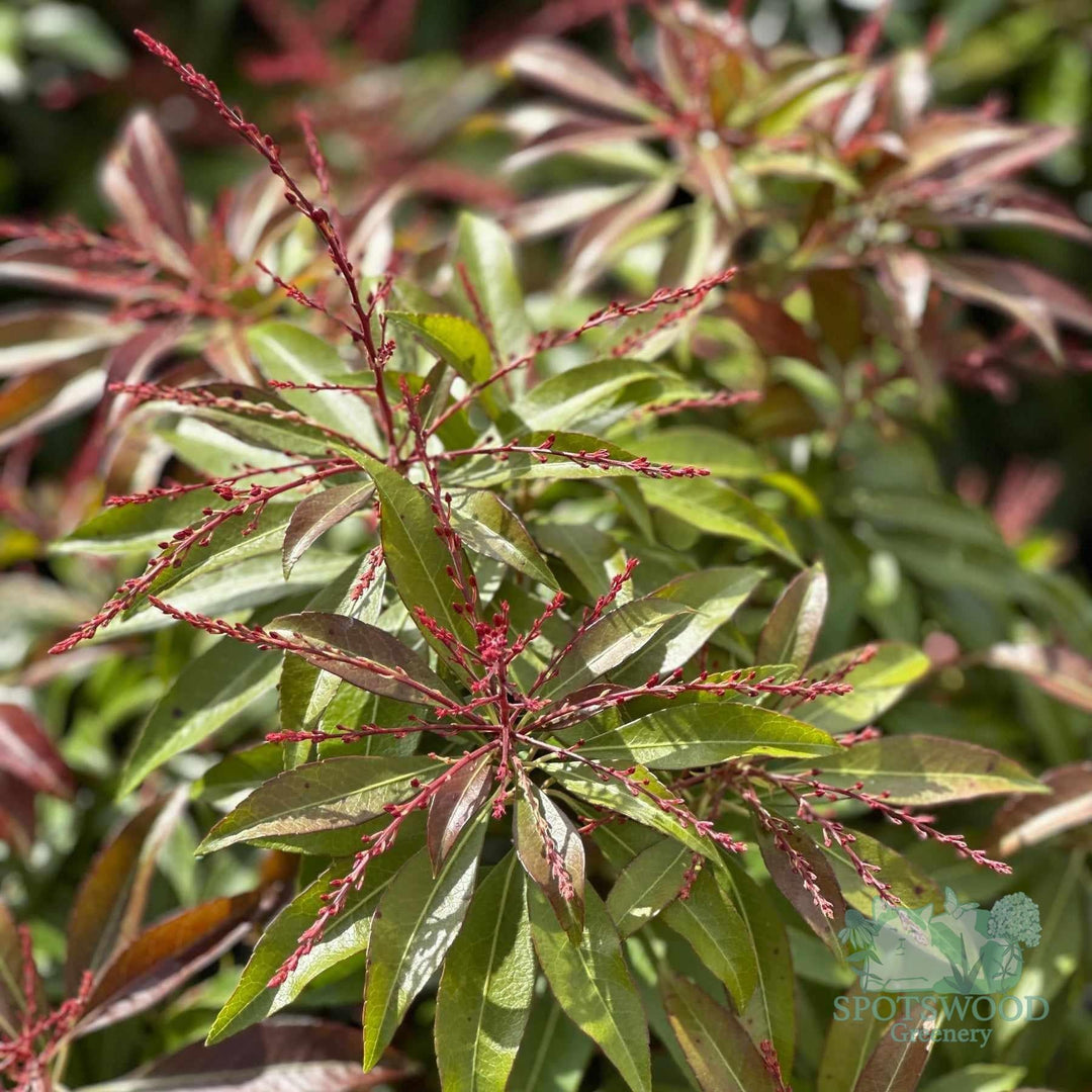 pieris-jap-katsura-2