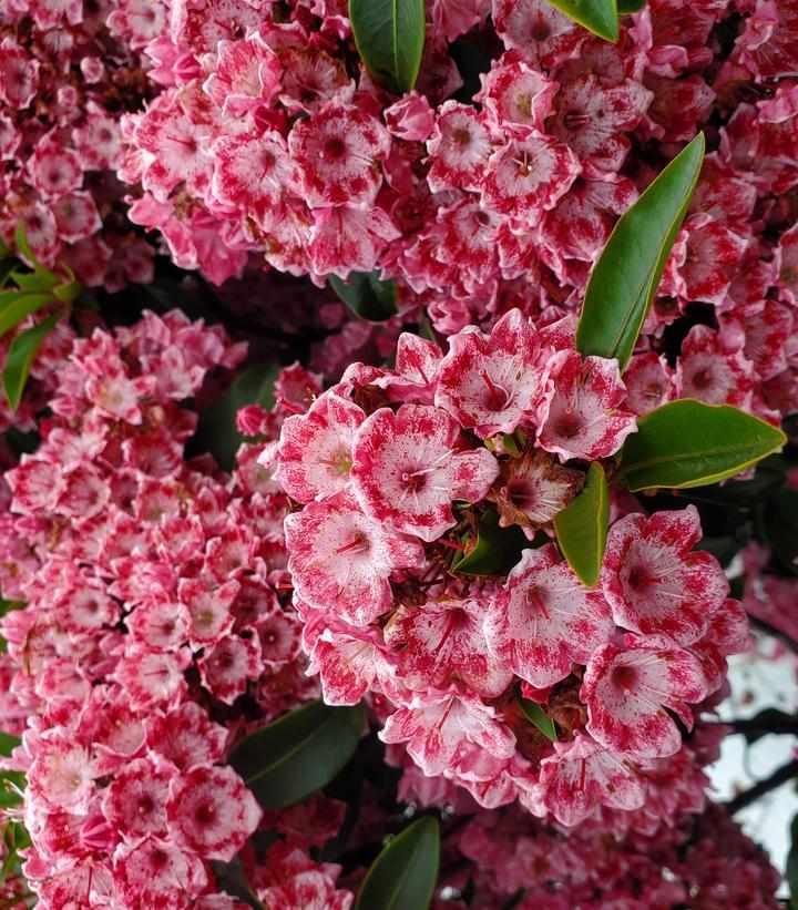 Keepsake Mountain Laurel