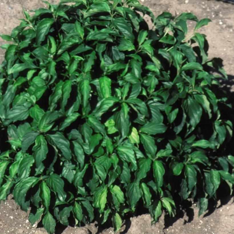 Kelsey Dwarf Dogwood