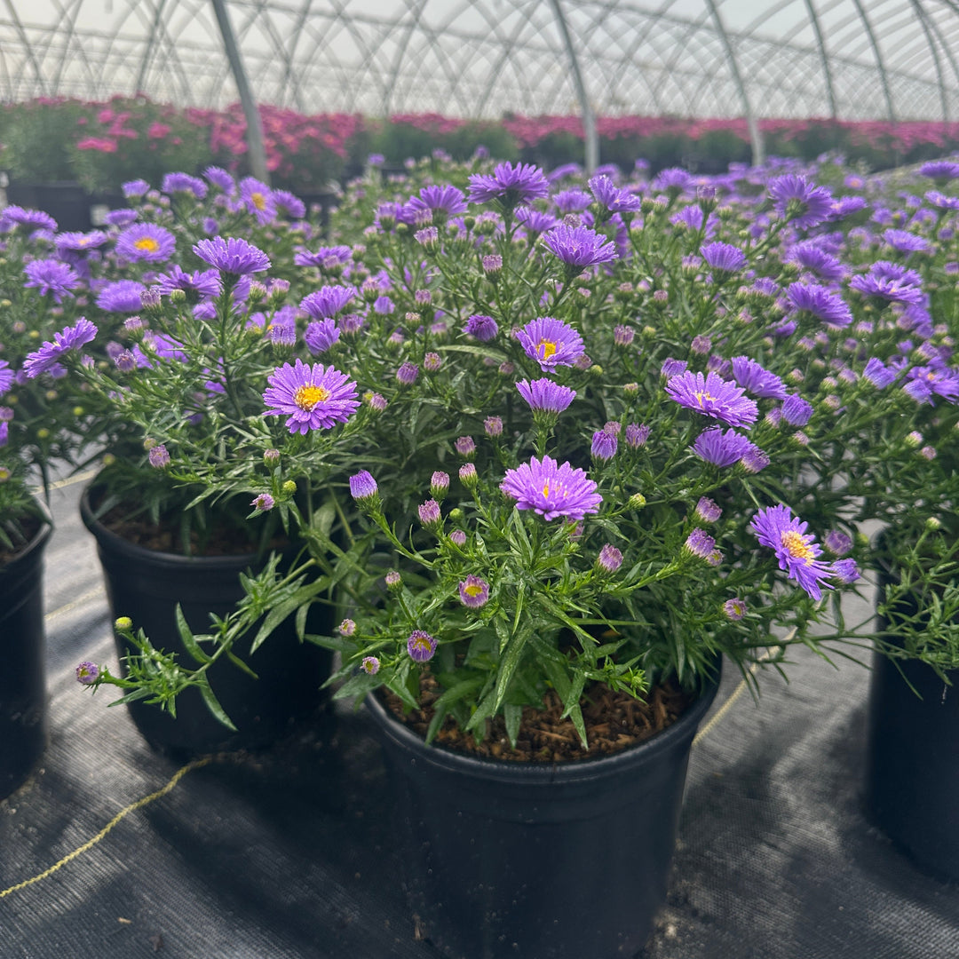aster-kickin-purple