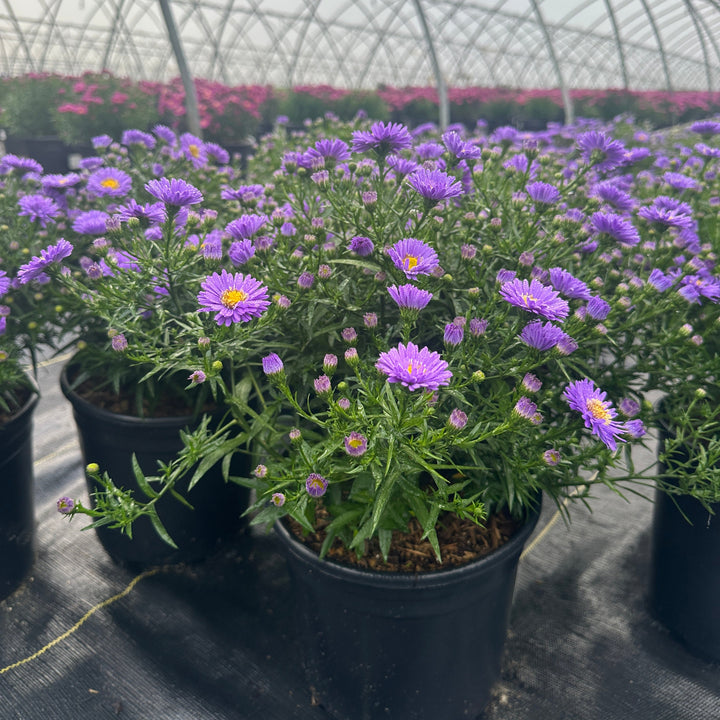 aster-kickin-purple