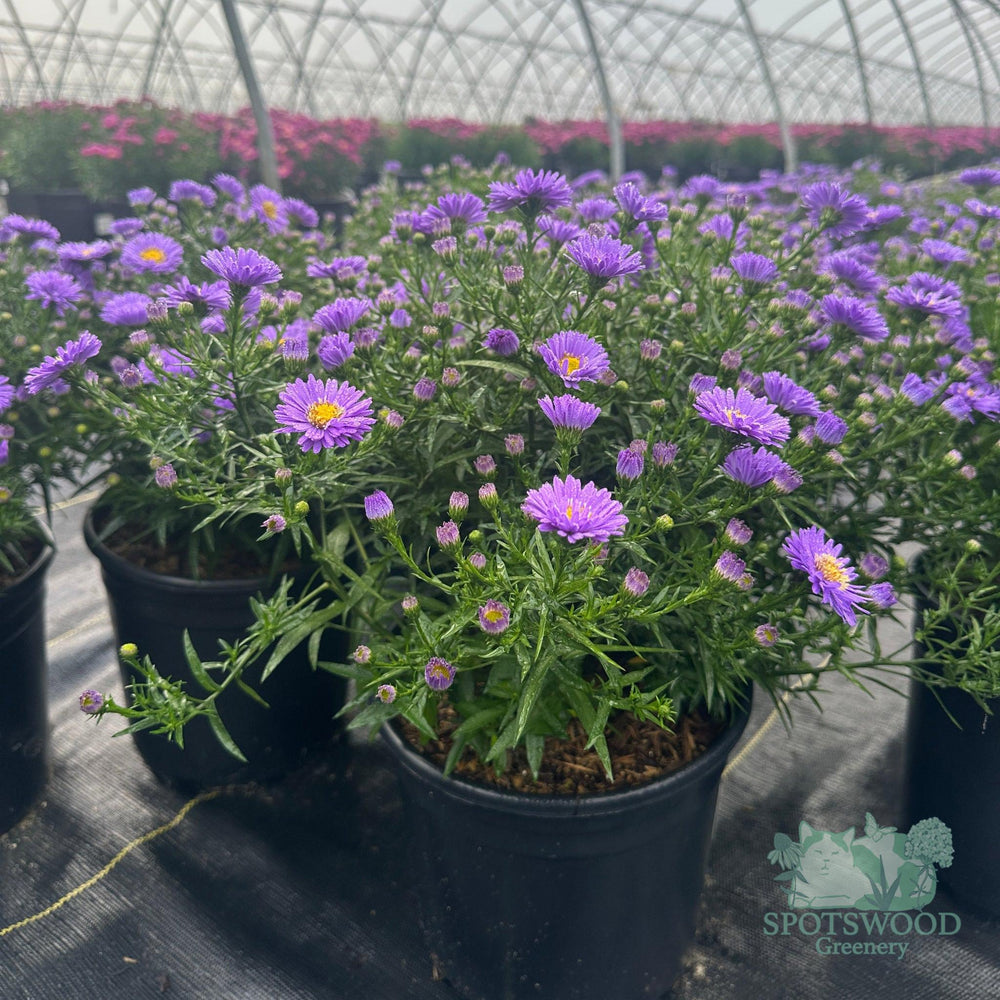 aster-kickin-purple
