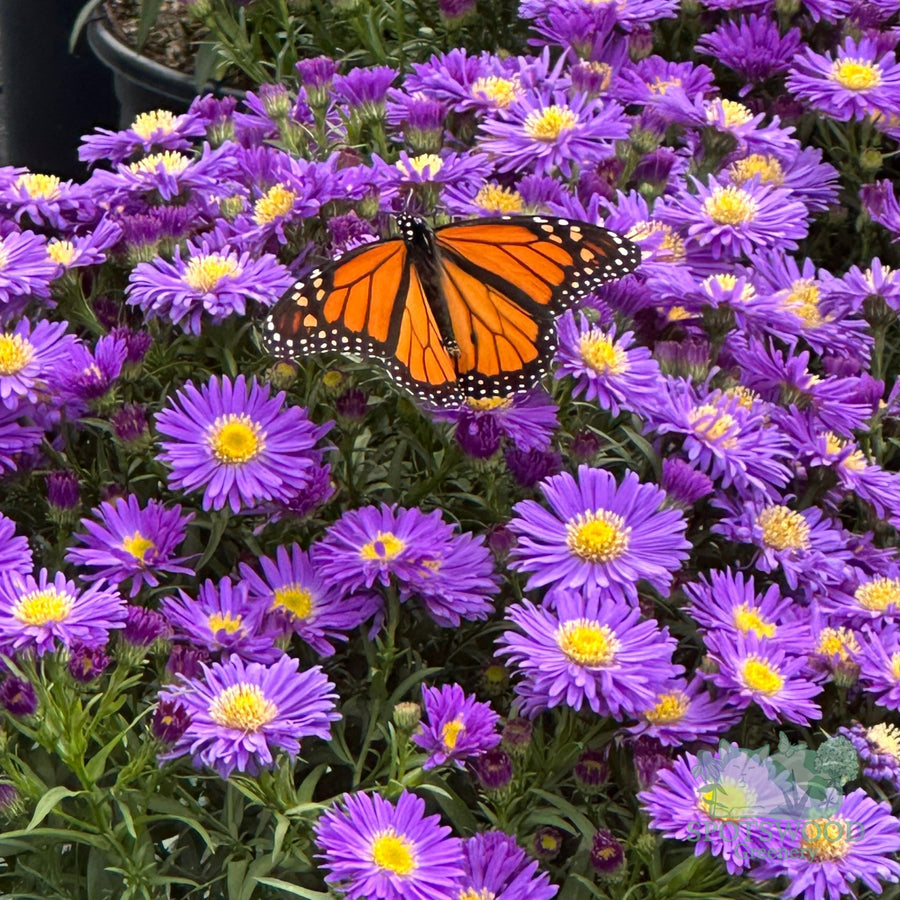 aster-kickin-purple