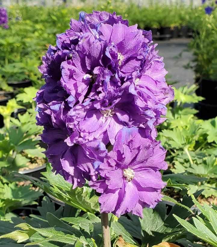 Kingsley Larkspur